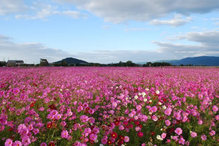 🏞️ 후지와라 궁터(후지와라쿄아토)